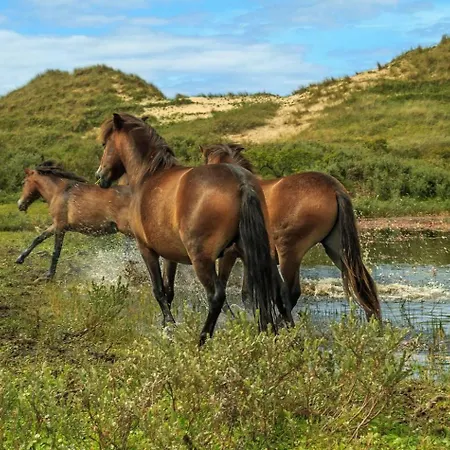 Duin Дом отдыха